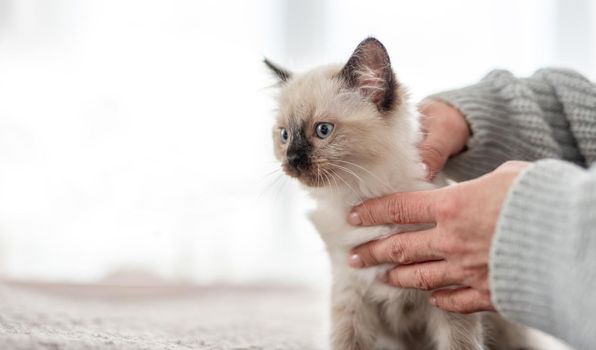 Woman hands holding adorable Ragdoll kitten looking at the camera. Cute little kitty with beautiful blue eyes at home with owner