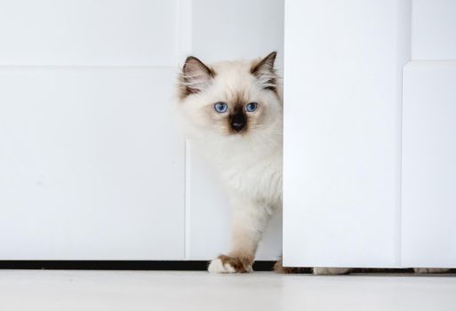 Lovely fluffy white ragdoll cat looks out from behind the wall in light room. Beautiful purebred feline pet with blue eyes and black nose peeps out