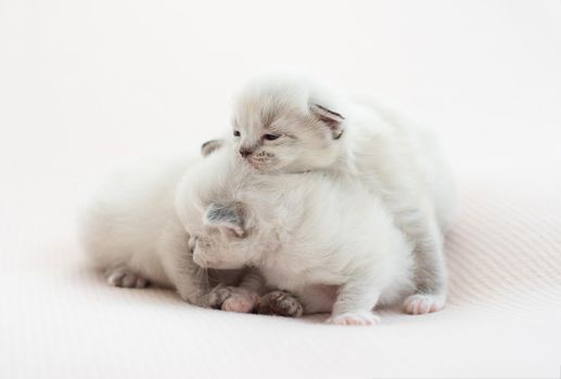 Three adorable tiny ragdoll kittens lying together isolated on white background with copyspace. Cute little purebred fluffy cats staying close to each other