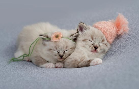 Two adorable little ragdoll kittens sleeping together on light blue fabric wearing knitted hat and flower decoration during newborn style photoshoot in studio. Cute napping kitty cats portrait