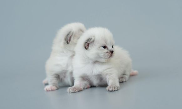 Two fluffy ragdoll kittens sitting together and looking back isolated on light blue background with copyspace. Studio portrait of small cute breed cats