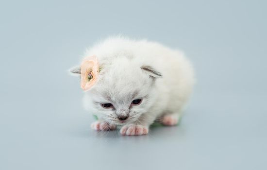 Adorable fluffy ragdoll kitten sitting wearing flower on its ear isolated on light blue background with copyspace. Studio portrait of small cute purebred kitty with decoration