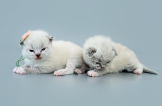 Two fluffy ragdoll kittens lying isolated on light blue background with copyspace. Studio portrait of little cute breed cats and one kitty with flower on its ear