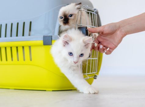 Two adorable ragdoll cats closed in pet carrying for transportation trying go out outside. Purebred fluffy domestic feline animals inside basket with metal lattice and hand of owner