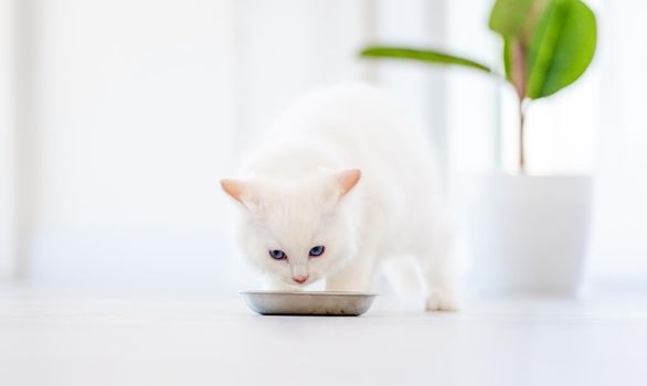 Lovely fluffy white ragdoll cat eating feed from bowl in light room and looking at camera with beautiful eyes. Beautiful purebred feline pet outdoors with food