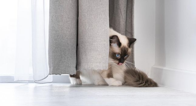 Adorable ragdoll cat with incredible beautiful blue eyes sitting on the floor close to window and hiding behind curtains at home. Portrait of breed feline pet indoors licking itself