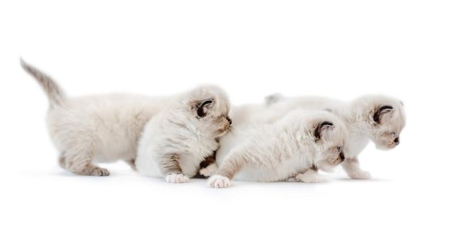 Four ragdoll kittens isolated on white background with copyspace. Adorable fluffy purebred kitty pets standing together and looking back