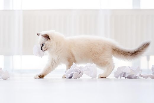 Adorable fluffy white ragdoll cat playing holding in its mouth paper ball in light room with daylight. Lovely cute purebred feline pet outdoors with toys