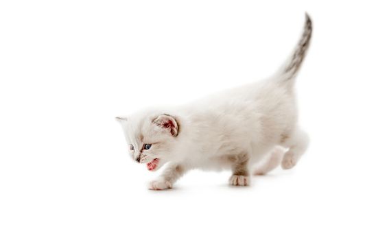 Adorable ragdoll kitty standing with tail up and opened mouth close to metal bowl with feed and looking at it on white background. Cute purebred kitten going to eat