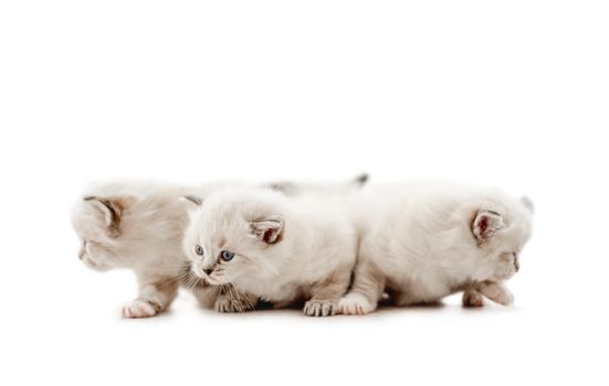 Three adorable fluffy ragdoll kittens with blue eyes looking at different sides isolated on white background. Cute purebred fluffy kitty cats together. Lovely little feline pets
