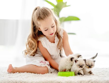 Child girl feeding ragdoll kittens from bowl. Little female person cares about kitty pets at home