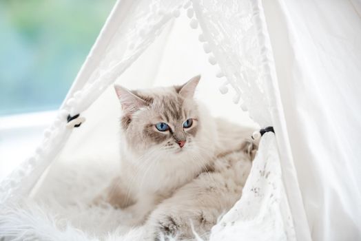 Closeup portrait of ragdol cat mother with beautiful blue eyes lying with her sleeping kittens inside white curtain tent on fur close to window. Adorable purebred feline family with kitty