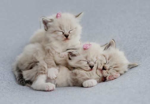Three adorable little fluffy ragdoll kittens with flower decoration on their heads sleeping together on light blue fabric during newborn style photoshoot in studio. Cute napping kitty cats portrait