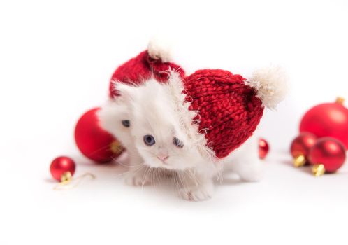 Cute kittens with new year hats