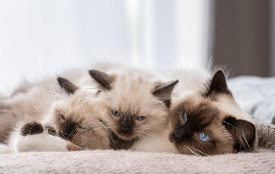 Adorable ragdoll cat lying in the bed and sleeping with two cute fluffy kittens. Feline breed family at home napping with daylight. Mother pet and her kitty children resting together