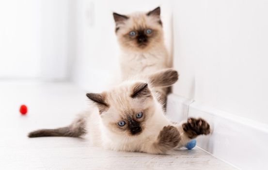 Two fluffy ragdoll kittens on the floor together playing with colorful balls. Portrait of american breed feline kitty pets with toys at home. Funny little purebred domestic cats indoors in white room