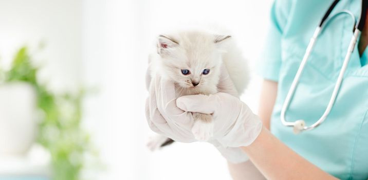 Adorable ragdoll kitten with beautiful blue eyes lying on hands of veterinarian at vet clinic. Woman animal doctor holding cute purebred fluffy kitty during medical care examining