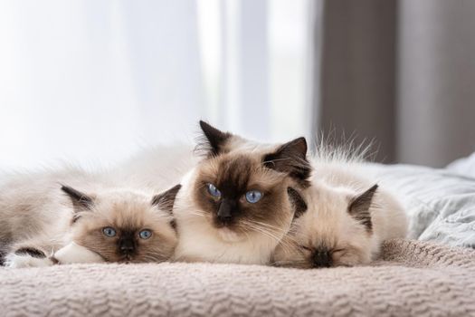 Adorable ragdoll cat with beautiful blue eyes lying in the bed with two sleeping kittens. Feline breed family at home with daylight. Mother pet and her kitty children resting together
