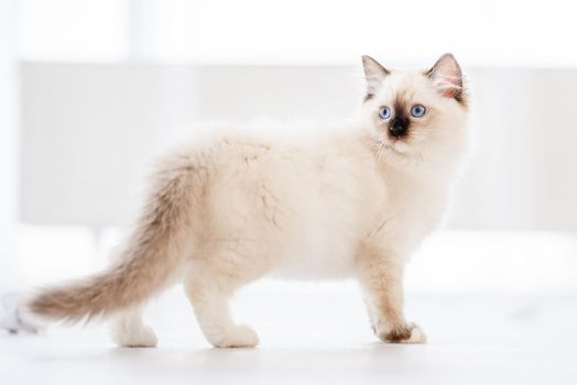 Adorable fluffy ragdoll cat standing on the floor in light room with daylight and looking back with blue eyes. Lovely cute purebred domestic feline pet outdoors with blurred white background