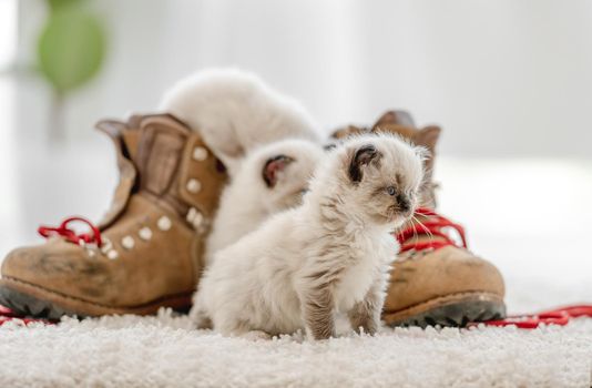 Lovely fluffy white ragdoll kitten sitting on the floor in light room and playing with red lace of boots. Beautiful purebred feline cat kitty outdoors with shoes