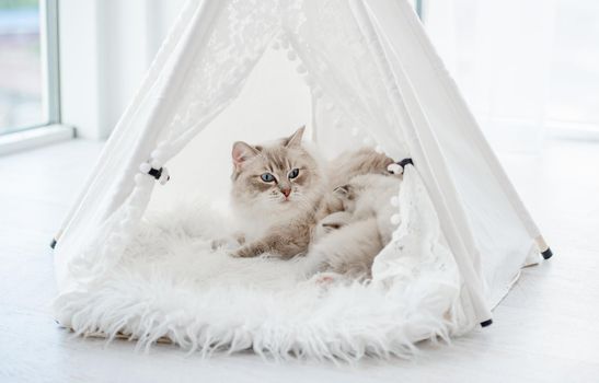 Ragdol cat mother with beautiful blue eyes lying with her sleeping kittens inside white curtain tent on fur close to window. Adorable purebred feline family with kitty