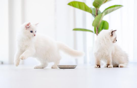 Two lovely fluffy white ragdoll cats standing close to bowl after eating feed in light room with green plant on background. Pair of beautiful purebred feline pets outdoors with food