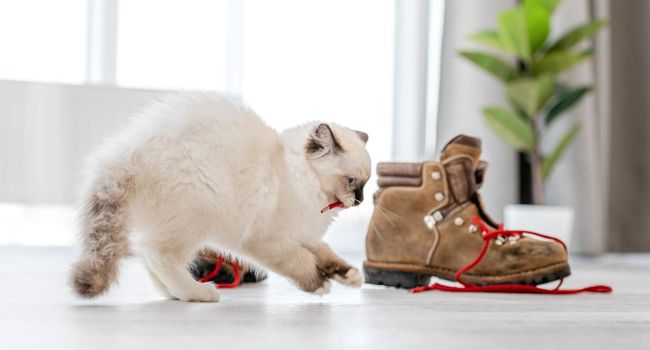 Lovely fluffy white ragdoll kitten in light room playing with boots and holding red lace in its mouth. Beautiful purebred feline cat kitty outdoors with shoes