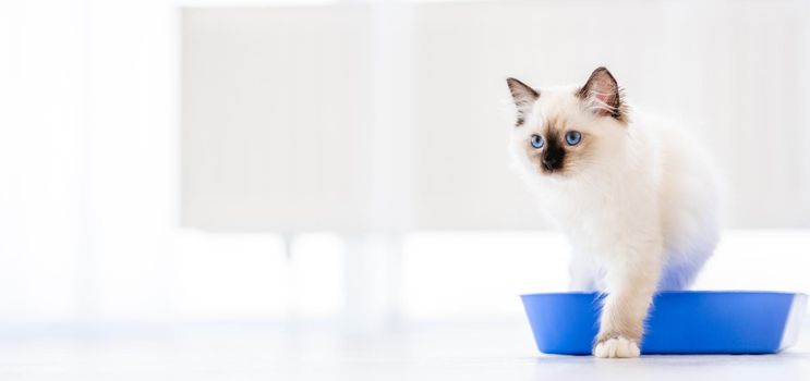 Lovely fluffy white ragdoll cat sitting in the blue toilet tray in light room and looking at the camera. Beautiful purebred feline pet outdoors makes pee