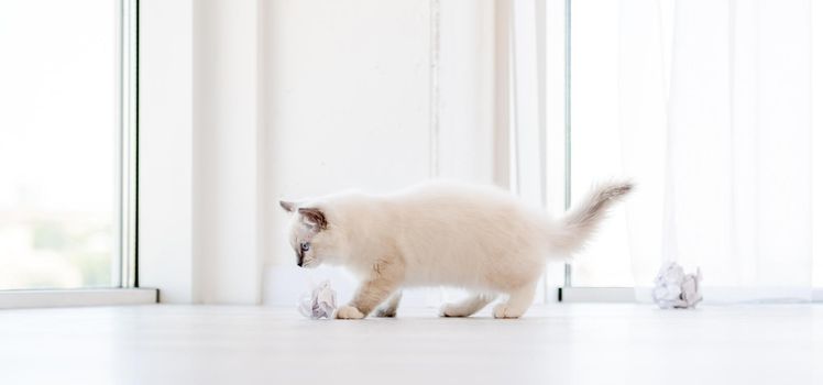 Adorable fluffy white ragdoll cat playing with paper balls on the floor in light room. Lovely cute purebred feline pet outdoors with toys