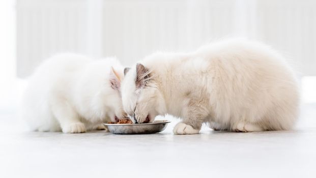 Three lovely fluffy white ragdoll cats eating feed from bowl in light room. Beautiful purebred feline pets outdoors with food together