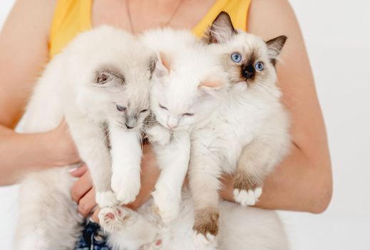 Owner holding three fluffy ragdoll cats in her hands. Girl with domestic furry purebred feline pets with beautiful blue eyes