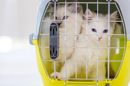 Three adorable ragdoll cats sitting closed in pet carrying for transportation. Purebred fluffy domestic feline animals inside basket with metal lattice