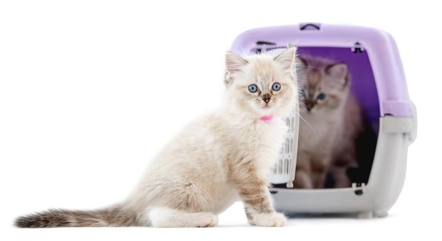 Ragdoll kittens in transportation cell box isolated on white background. Cute purebred kitty pets in cat carrying