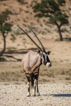 South African Oryx standing front view in dry land in Kgalagadi transfrontier park, South Africa; specie Oryx gazella family of Bovidae