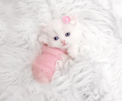 newborn Scottish fluffy kitten on white fur