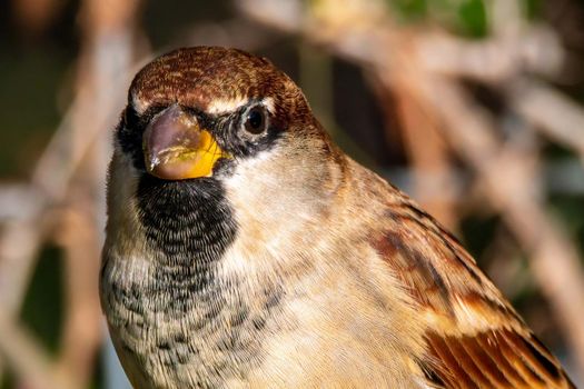 portrait of a sparrow posed in the sun