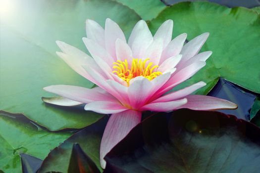 sunlight and pink water lily lotus flower. pond floral scenery with water lilly