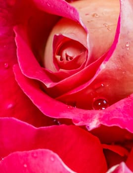 Beautiful red yellow rose with dew drops. Perfect for greeting card background.