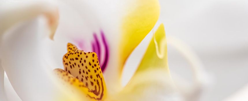 White orchid phalaenopsis flower fragment, macro. Floral background
