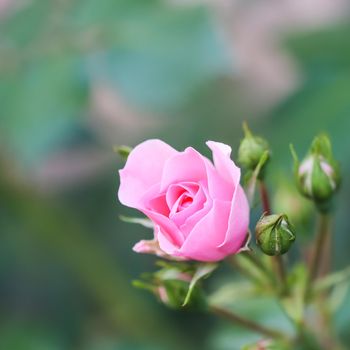 Soft pink rose Bonica with buds in the garden. Perfect for background of greeting cards for birthday, Valentine's Day and Mother's Day