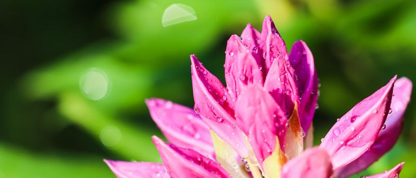 Botanical concept - Soft focus, abstract floral background, pink Rhododendron flower bud with dew drops. Macro flowers backdrop for holiday brand design