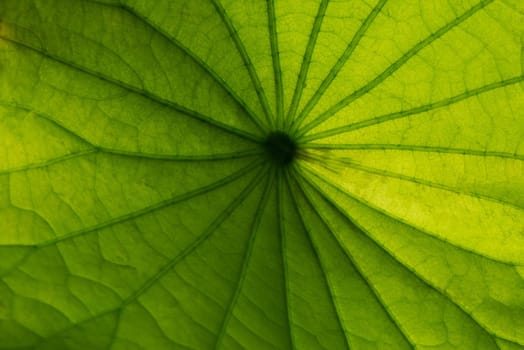 Lotus leaf texture.