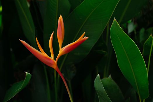 Orange tropical exotic flowers blooming on lush leaf, dark green nature background.