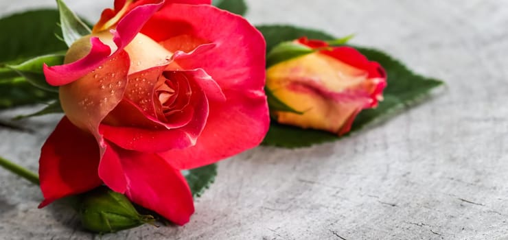 Beautiful red yellow rose with dew drops. Perfect for greeting card background.