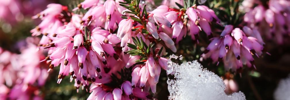 Blooming pink Erica carnea flowers (Winter Heath) and snow in the garden in early spring. Floral background, botanical concept