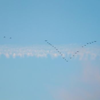 Flock of wild birds flying in a wedge against blue sky with white and pink clouds in sunset The concept of avian migratory