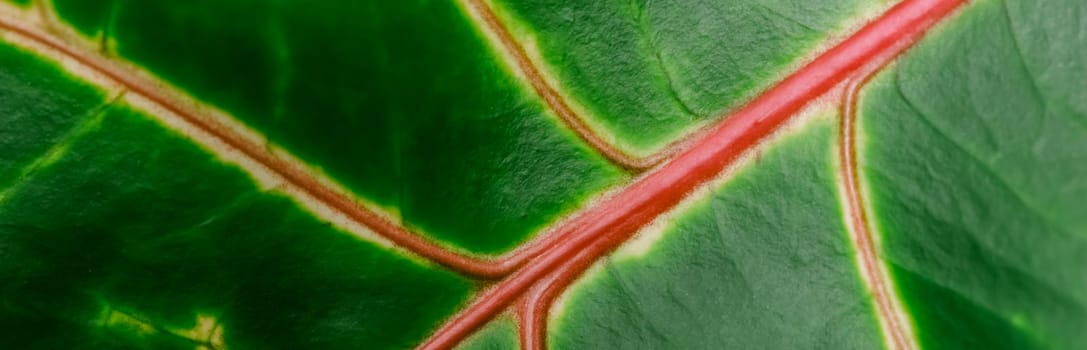 Abstract green background. Macro Croton plant leaf. Natural background for brand design.