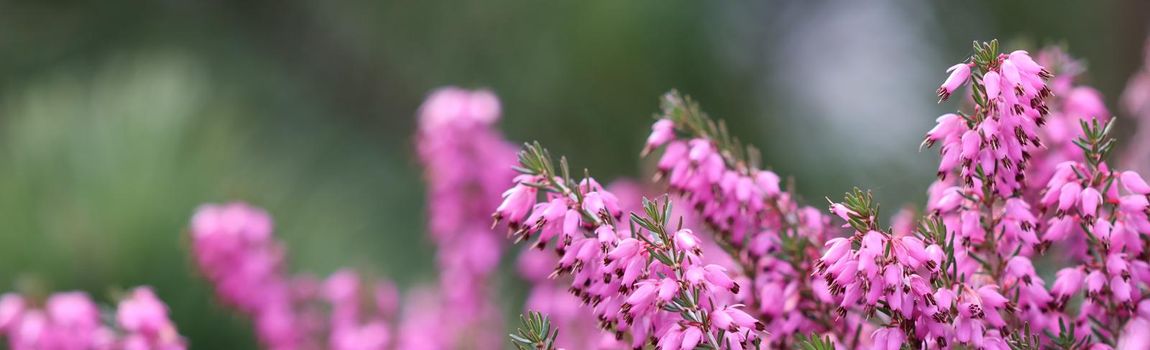 Pink Erica carnea flowers (winter Heath) in the garden in early spring. Floral background, botanical concept