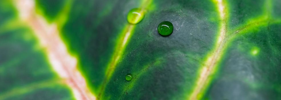 Abstract green background. Macro Croton plant leaf with water drops. Natural backdrop for brand design