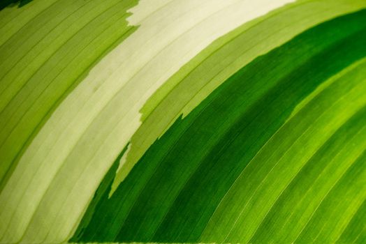 Tropical green leaf as background.